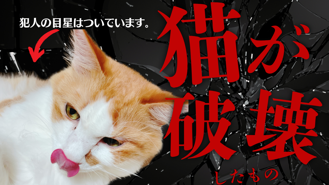 猫 イタズラ】発表！2024年、猫が壊したもの【猫 破壊】 - ねこ11 